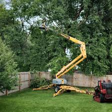 How Our Tree Care Process Works  in  East Rockaway, NY