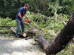 Best Commercial Tree Services  in East Rockaway, NY